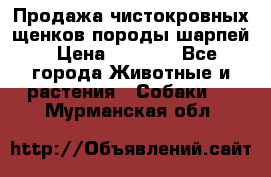 Продажа чистокровных щенков породы шарпей › Цена ­ 8 000 - Все города Животные и растения » Собаки   . Мурманская обл.